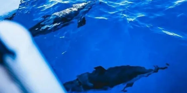 Lahaina Snorkeling and Sailing Day Trip - Image 2