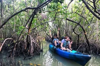 Cocoa Beach Mangrove Tunnel Kayak Tour