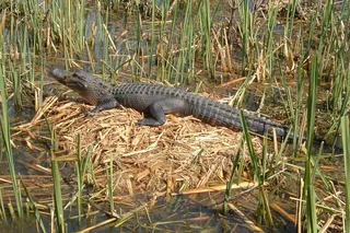 New Orleans Honey Island Swamp Boat Tour