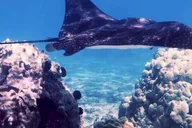 Maui Snorkeling Tour with Flotation Wetsuit thumbnail 4