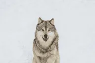 Bozeman Yellowstone Wolves and Winter Adventure 4 Days thumbnail 1