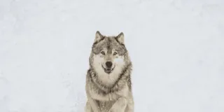 Bozeman Yellowstone Wolves and Winter Adventure 4 Days