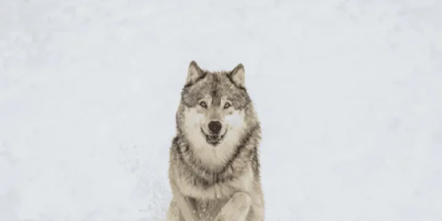 Bozeman Yellowstone Wolves and Winter Adventure 4 Days - Image 1