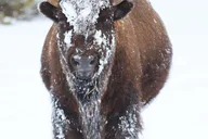 Jackson Hole Grand Teton Wildlife Safari 4 hr thumbnail 2
