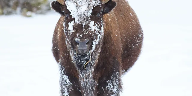 Jackson Hole Grand Teton Wildlife Safari 4 hr - Image 2