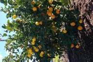 Napa and Sonoma Wine Tour thumbnail 6