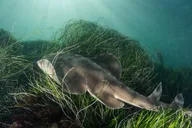 La Jolla Kayak and Snorkel Tour 2.5 hr thumbnail 2