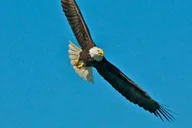 Whittier Glacier Quest Cruise with Onboard Lunch thumbnail 4