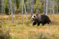 Yellowstone Private Guided Tour thumbnail 3