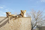 Las Vegas Lion Habitat Ranch Admission thumbnail 4