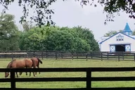 Lexington Thoroughbred Horse Farm Tour thumbnail 2