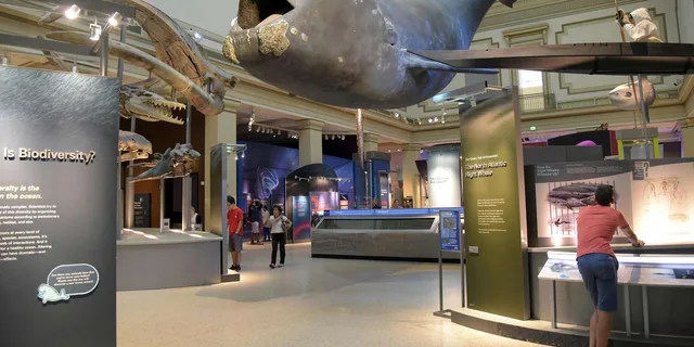 Washington DC History and Natural History Museum Tour 3 hr - Image 2