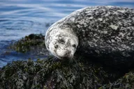 Deception Pass Kayak Tour 90 Min thumbnail 4