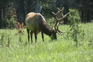 Yellowstone Lower Loop Tour thumbnail 6