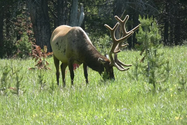 Yellowstone Lower Loop Tour - Image 6