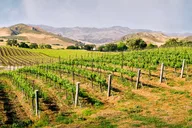 Santa Barbara Wine Country Tour with Lunch thumbnail 3