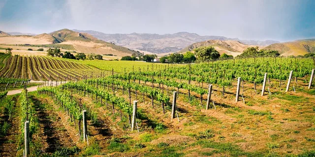 Santa Barbara Wine Country Tour with Lunch - Image 3