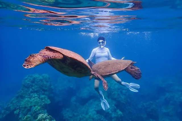 Maui Kayak and Snorkel Tour (3 hr) - Image 6