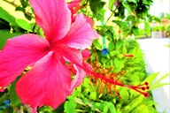 Miami Little Haiti History and Culture Tour thumbnail 4