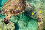 Wailea Beach Snorkeling Tour for Non-Swimmers 1.5 hr thumbnail 1