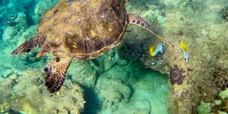 Wailea Beach Snorkeling Tour for Non-Swimmers 1.5 hr
