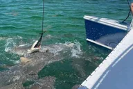 Key West Shark and Wildlife Catamaran Tour thumbnail 1