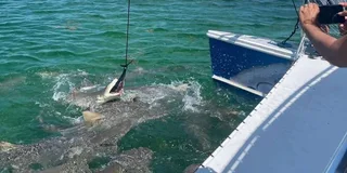 Key West Shark and Wildlife Catamaran Tour