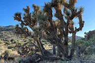 Los Angeles Joshua Tree National Park Private Tour 2-Day thumbnail 2