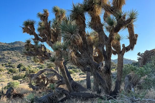 Los Angeles Joshua Tree National Park Private Tour 2-Day - Image 2