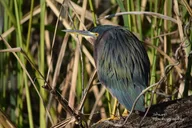 Everglades Kayak Safari Through Mangrove Tunnels thumbnail 5