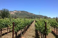 Fredericksburg Winery Transfer thumbnail 5