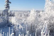 Fairbanks Northern Lights and Arctic Circle Tour thumbnail 2