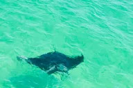 Pensacola Beach Dolphin Cruise with Snorkeling thumbnail 2