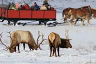 Jackson Grand Teton and National Elk Refuge Winter Day Trip thumbnail 1