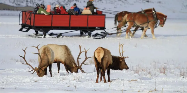 Jackson Grand Teton and National Elk Refuge Winter Day Trip - Image 1