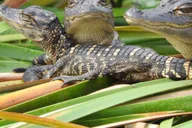 Fort Lauderdale Everglades Safari thumbnail 1