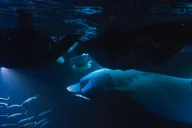 Kailua-Kona Snorkel with Manta Rays thumbnail 2