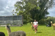 Maui Alpaca Tour on the Road to Hana thumbnail 4