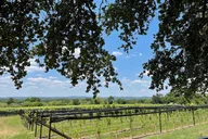 Fredericksburg Wine Tastings Tour: 3 Wineries with Lunch thumbnail 1