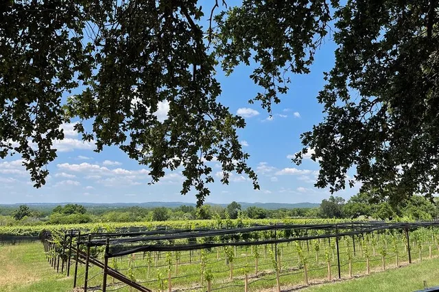 Fredericksburg Wine Tastings Tour: 3 Wineries with Lunch - Image 1