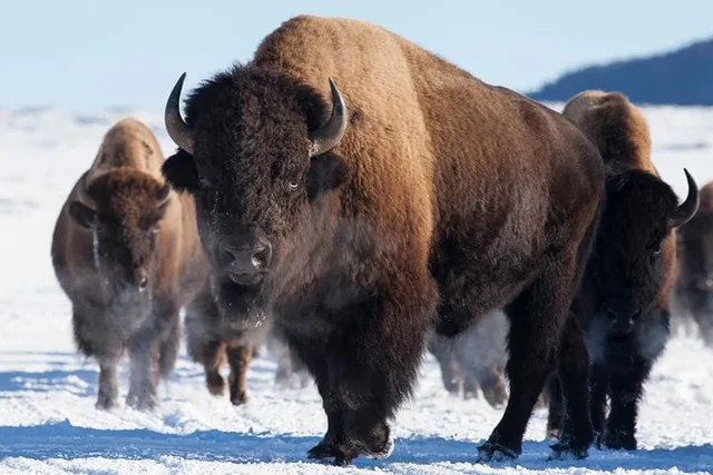 Jackson Hole Wildlife Safari Tour - Image 4