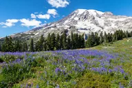 Seattle Mt Rainier National Park Private Day Trip thumbnail 1