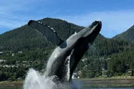 Juneau Mendenhall Glacier Tour thumbnail 2