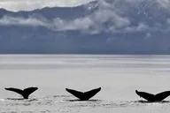 Seward Resurrection Bay Sightseeing Cruise 4.5 hr thumbnail 2