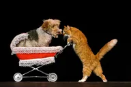 Las Vegas Comedy Pet Theater thumbnail 5