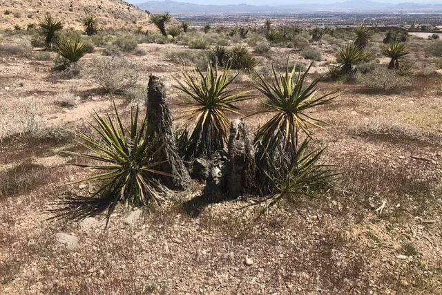 Las Vegas Virtual Scorpion and Black Widow Hunt - Image 3