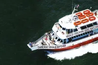 Cape May Dinner Cruise with Dolphin Watching thumbnail 4
