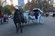NYC Central Park Horse and Carriage Ride thumbnail 6