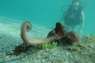 Phil Foster Park Scuba Diving Excursion thumbnail 1