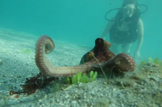 Phil Foster Park Scuba Diving Excursion